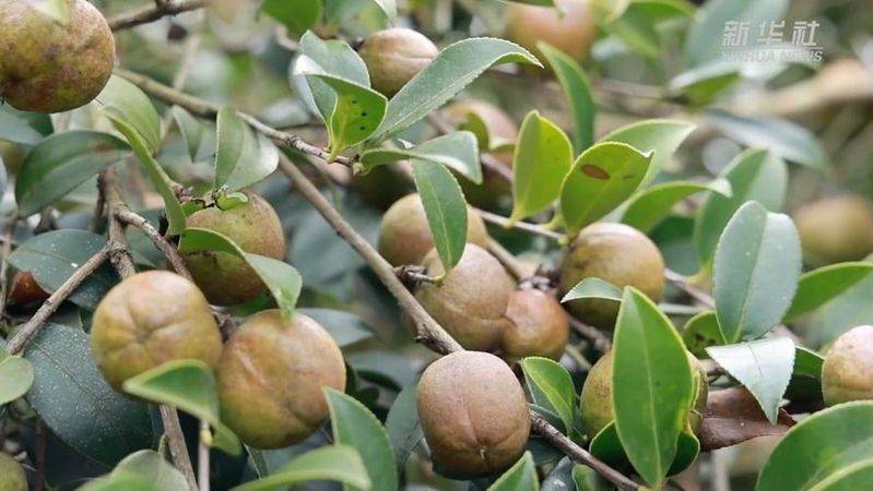 Mountain oil and tea cultivation techniques