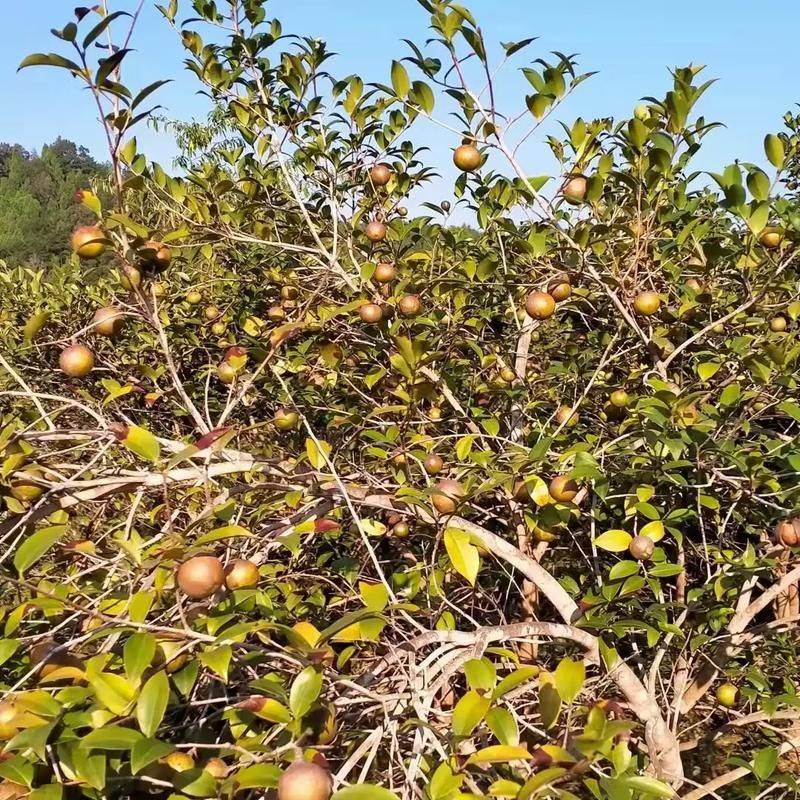 Mountain oil and tea cultivation techniques