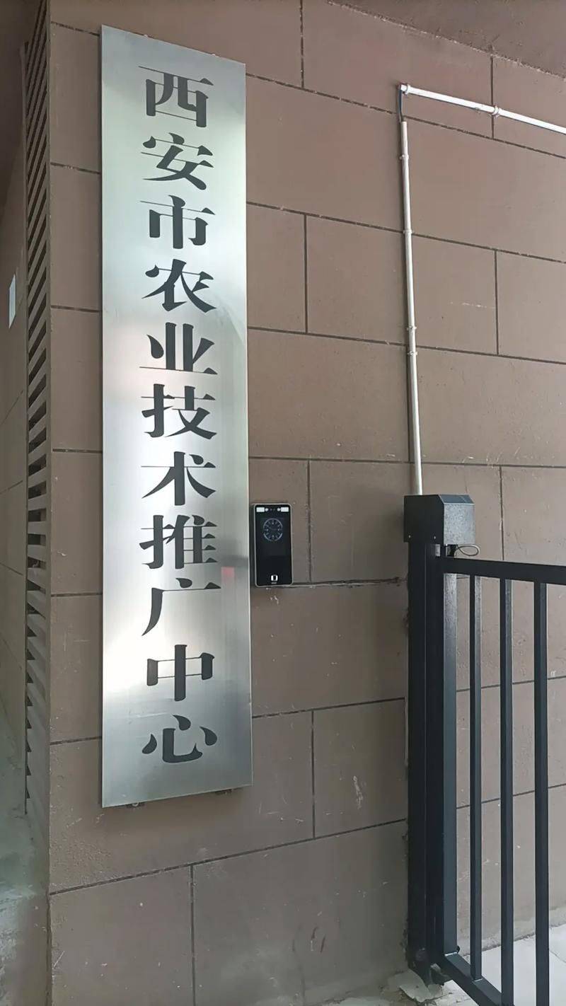 The technology of winter celery cultivation