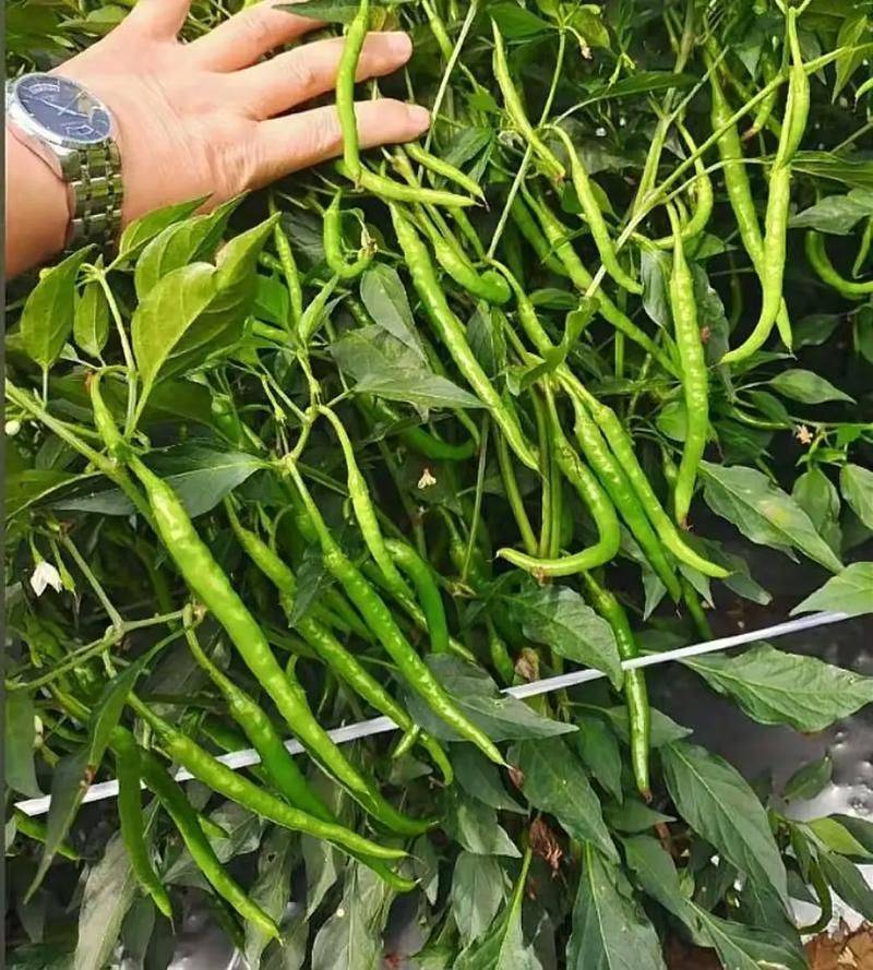 Paprika cultivation technology