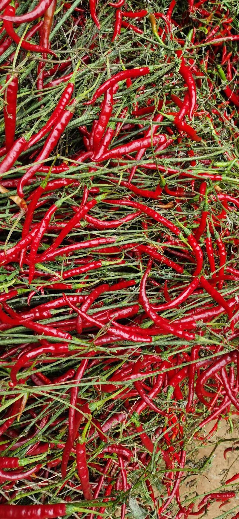 Paprika cultivation technology