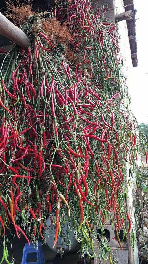 Paprika cultivation technology