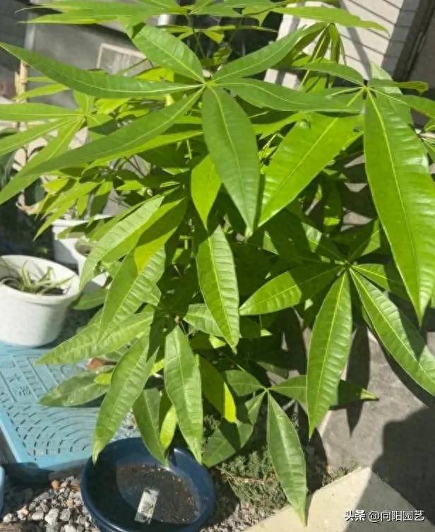 招财树的种植方法