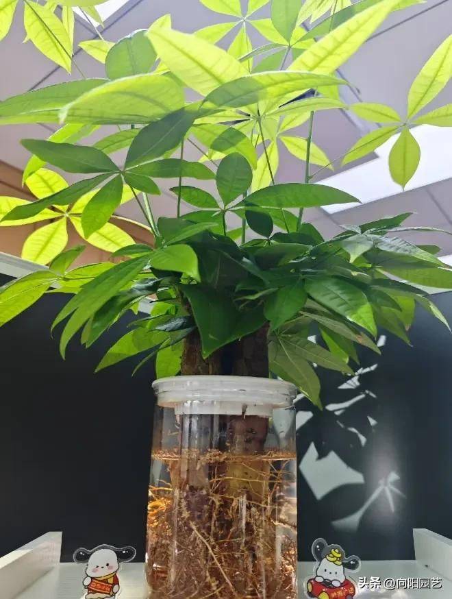 招财树的种植方法