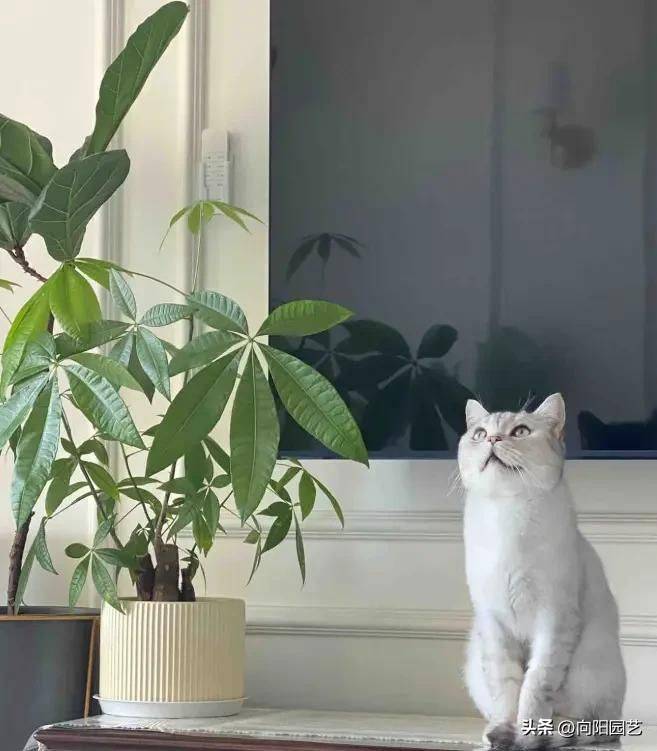 招财树的种植方法