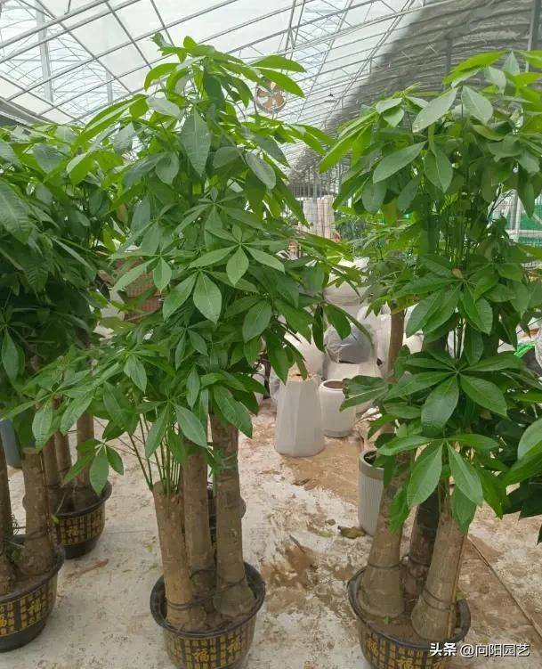 招财树的种植方法