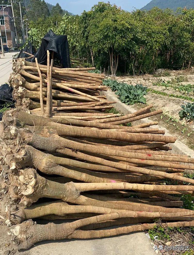 招财树的种植方法