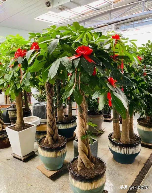 招财树的种植方法