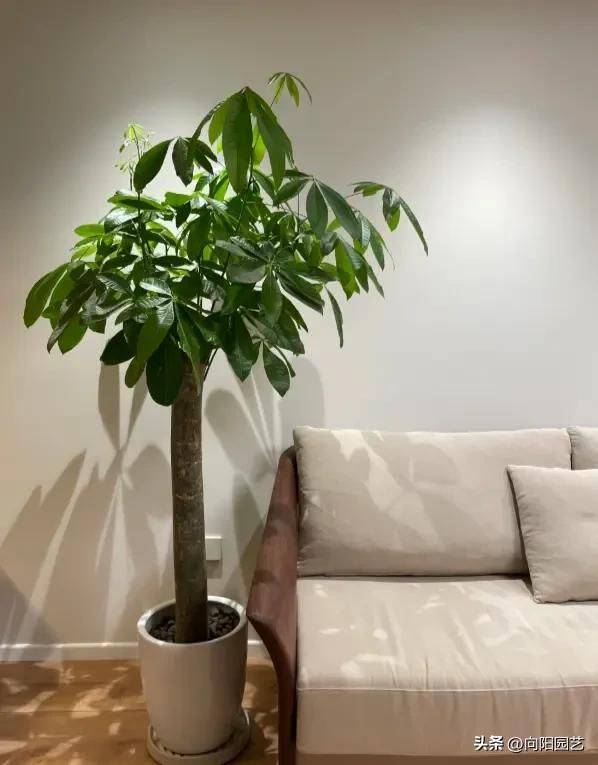 招财树的种植方法