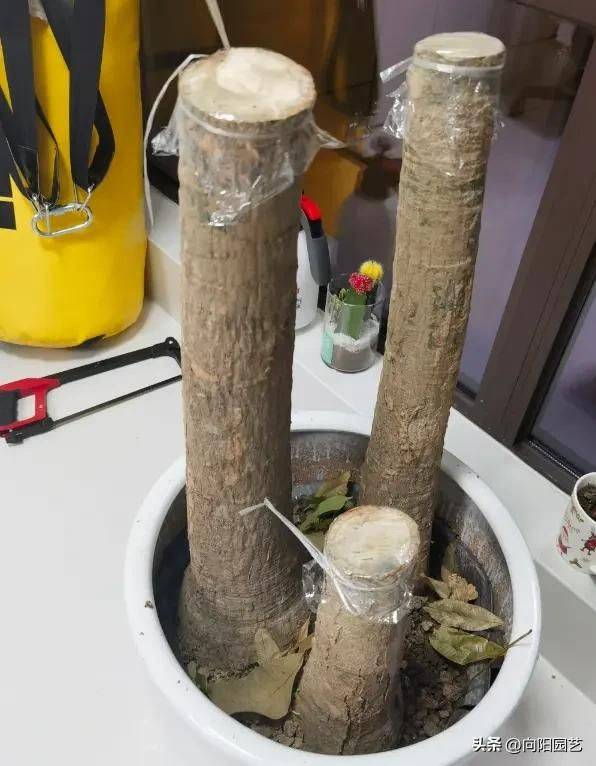 招财树的种植方法