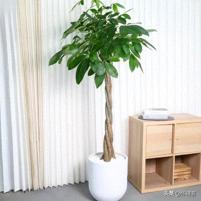 The method of planting the revenue tree