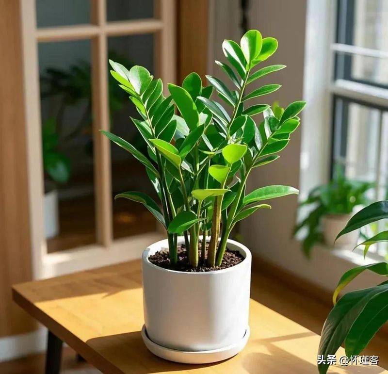 The method of planting the revenue tree