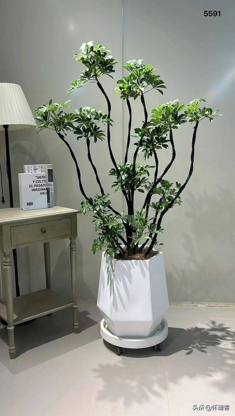 The method of planting the revenue tree