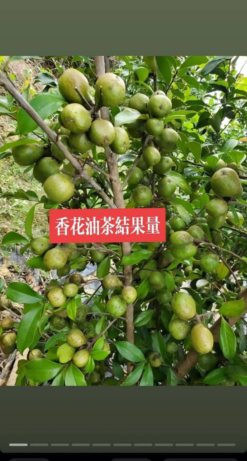 山油茶种植技术
