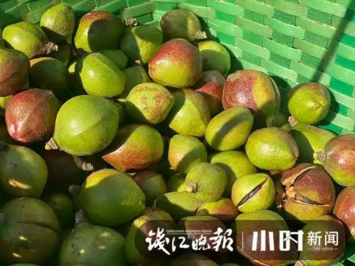 山油茶种植技术