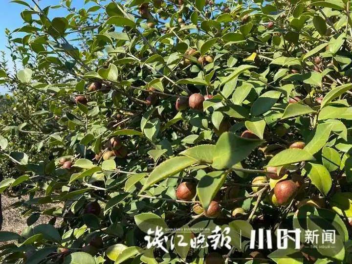 山油茶种植技术