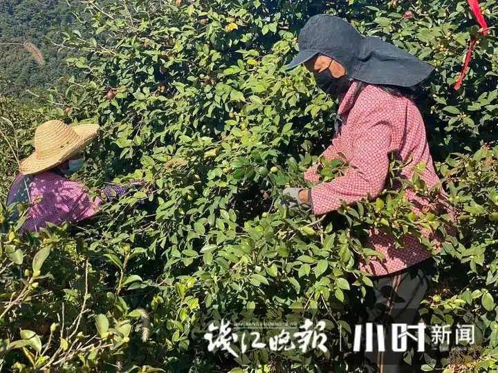 山油茶种植技术