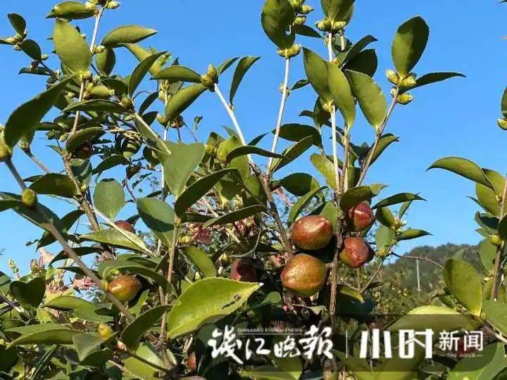 山油茶种植技术