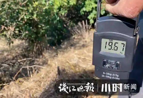 山油茶种植技术