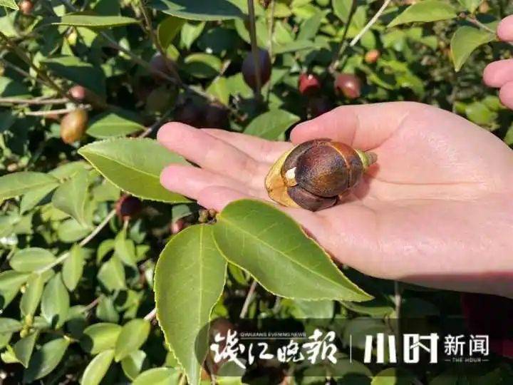 山油茶种植技术