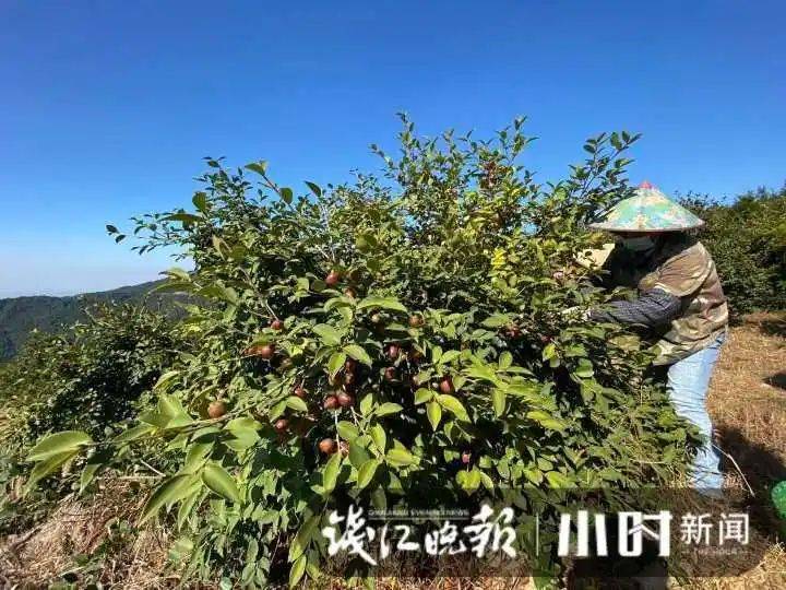 山油茶种植技术