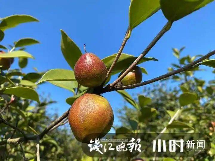 山油茶种植技术