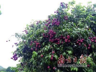 New and emerging counties grow fruit trees