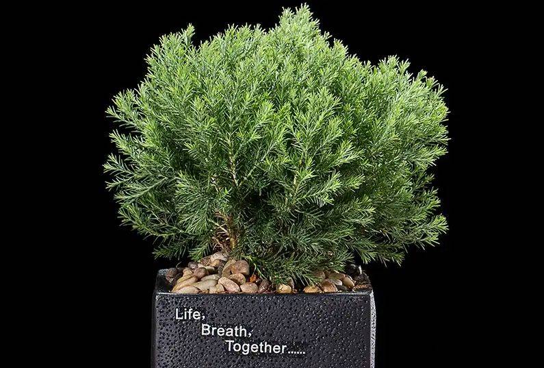 盆景的欣赏方法