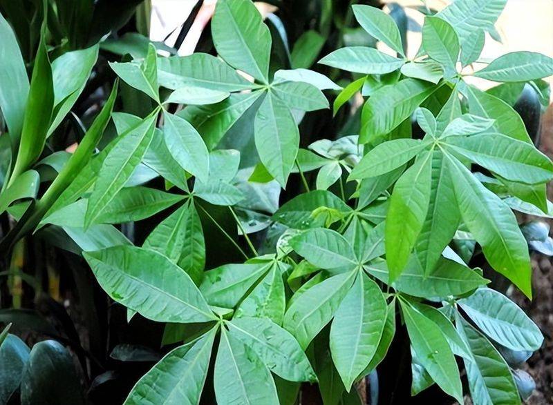 招财树的种植方法