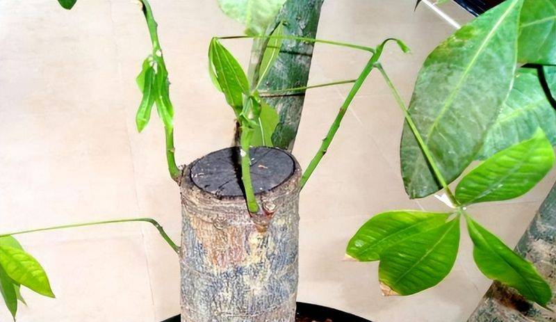 招财树的种植方法