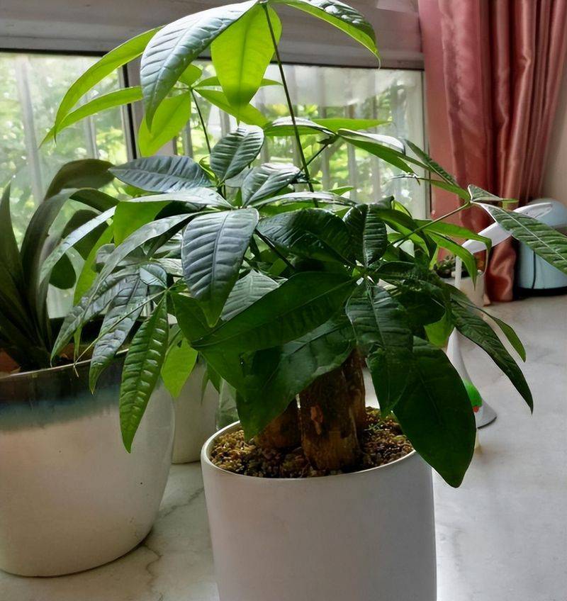 招财树的种植方法