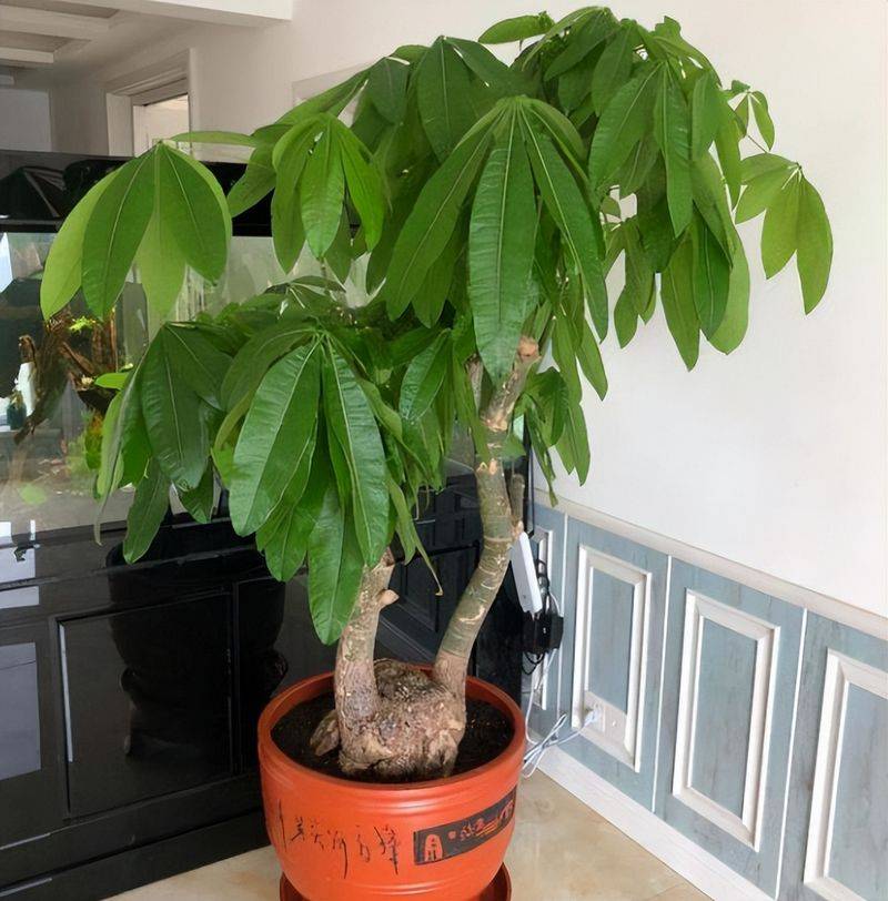 招财树的种植方法