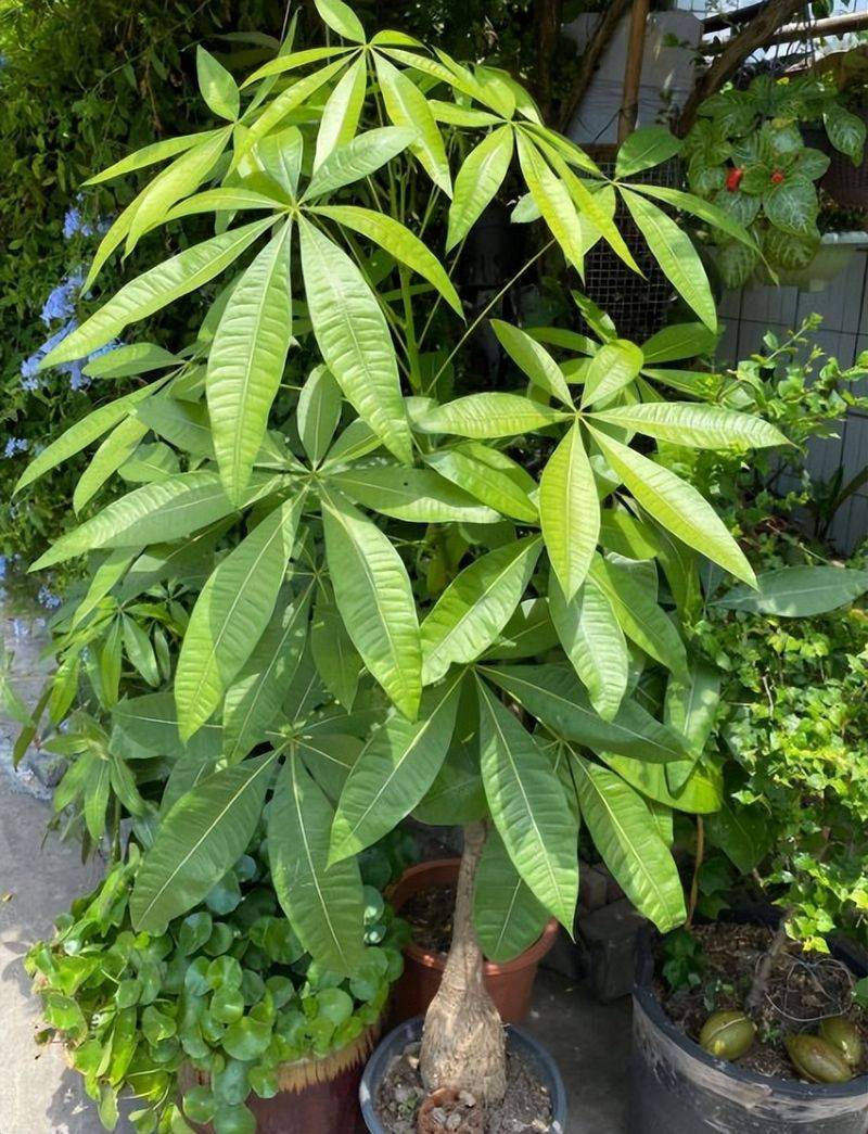 招财树的种植方法