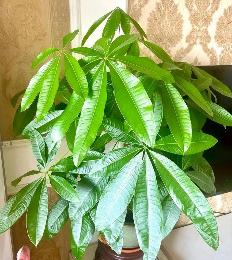 招财树的种植方法