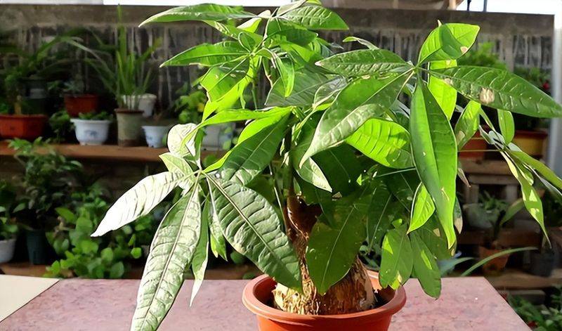 招财树的种植方法