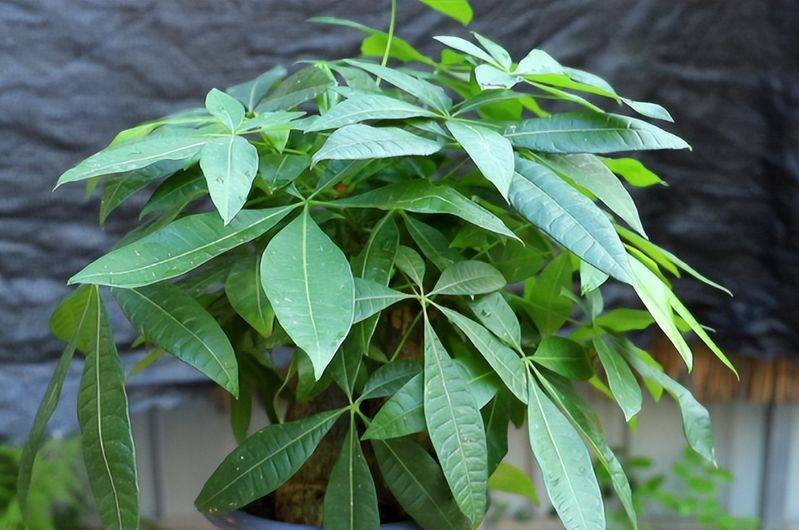 招财树的种植方法