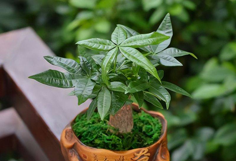 招财树的种植方法