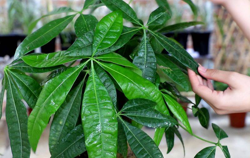 招财树的种植方法