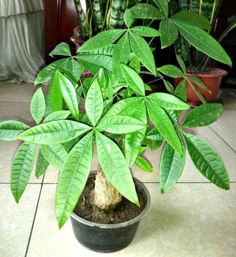 招财树的种植方法