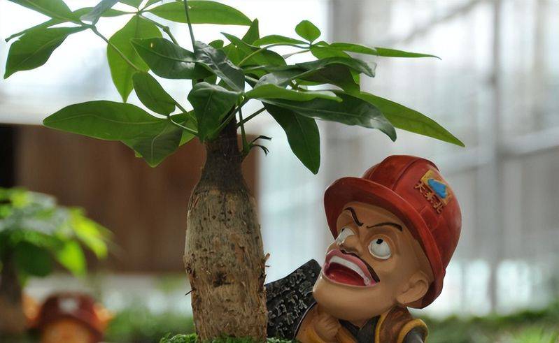 招财树的种植方法