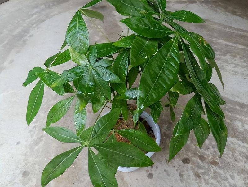 招财树的种植方法