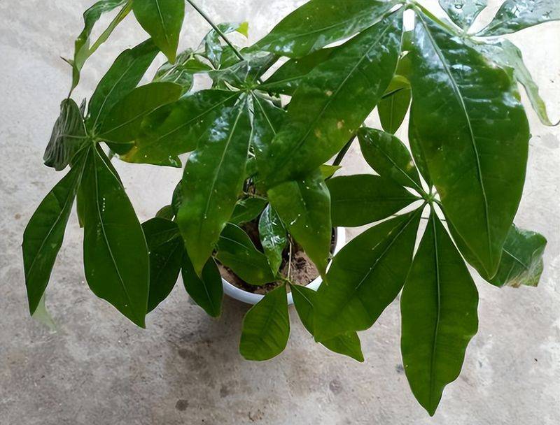 招财树的种植方法