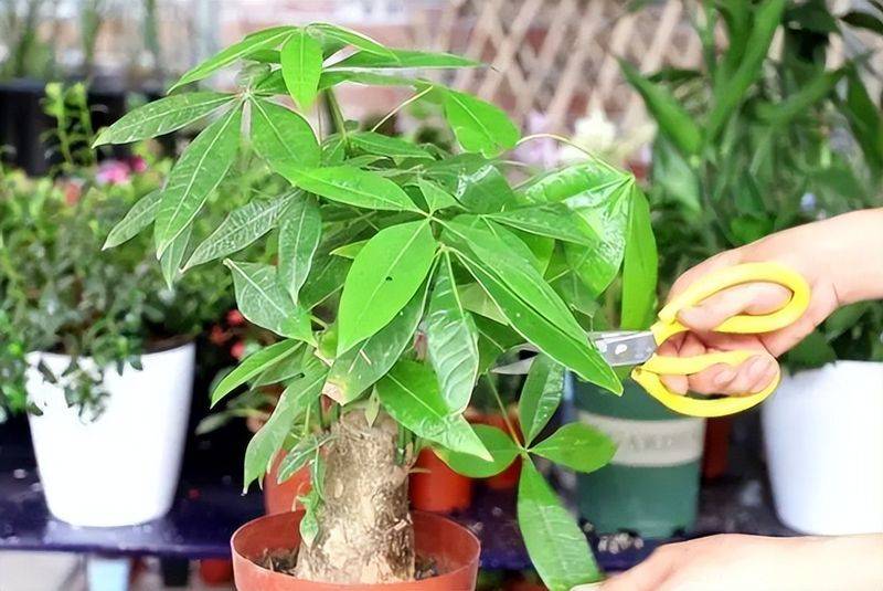 招财树的种植方法