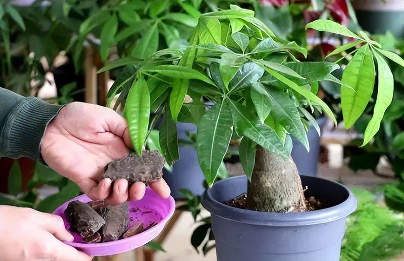 招财树的种植方法