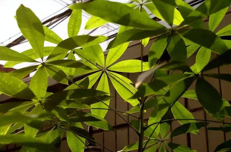 招财树的种植方法