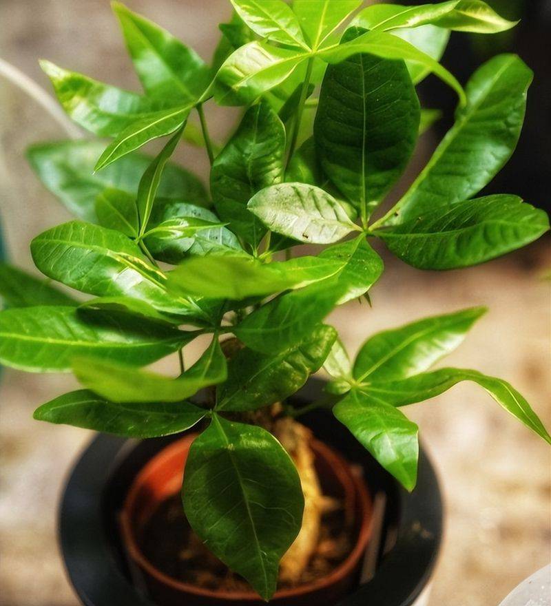 招财树的种植方法