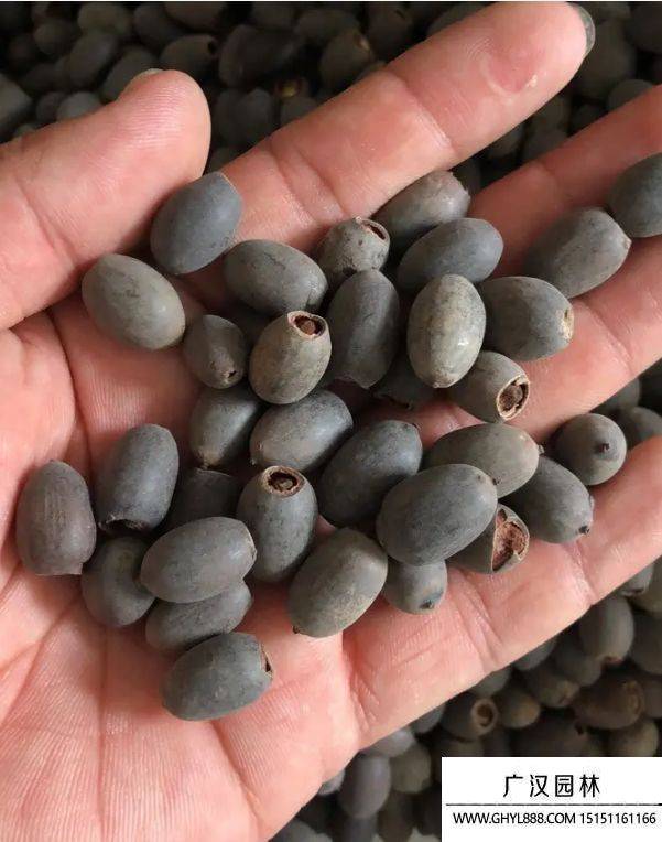 Plantation plant-load seed farming methods