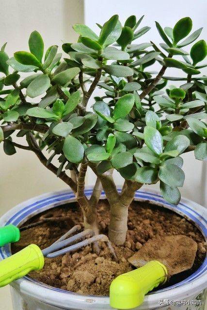 The method of planting the revenue tree