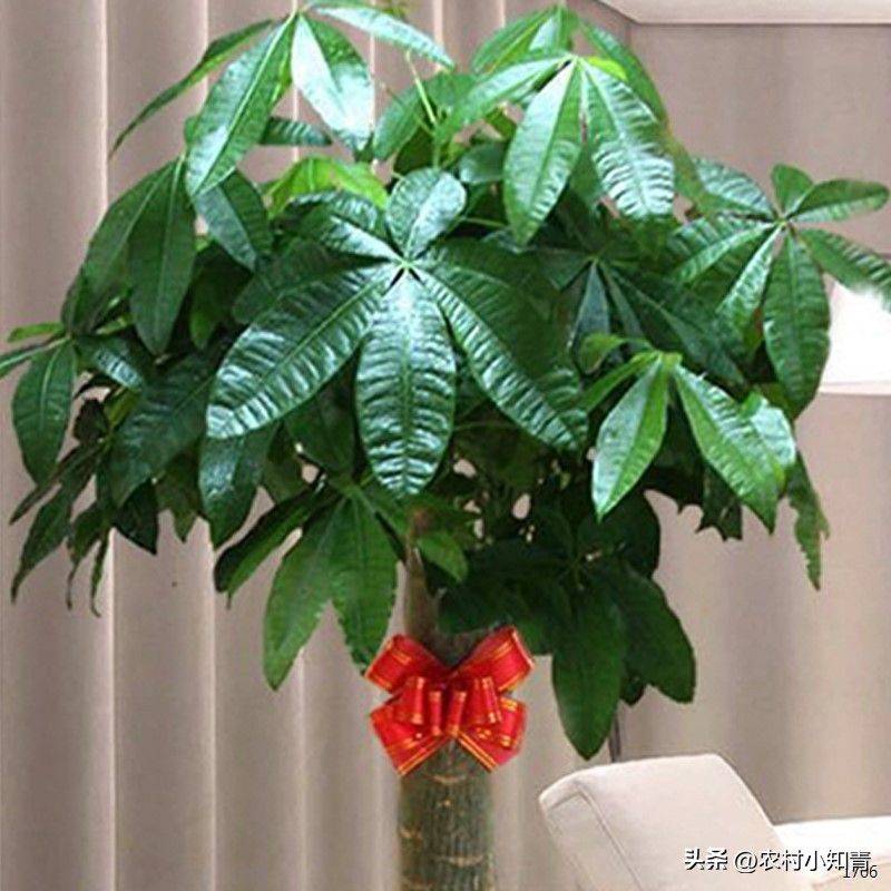 The method of planting the revenue tree