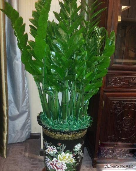 The method of planting the revenue tree